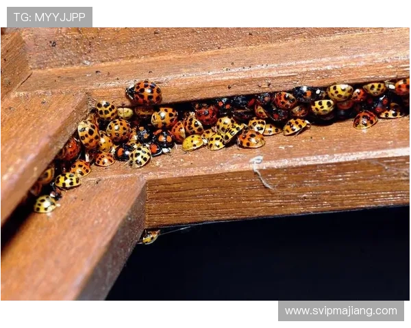 深入了解winbet bg的安全保障措施确保您的资金和信息安全